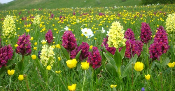 1° maggio: fioriture in montagna e teleferica sul lago